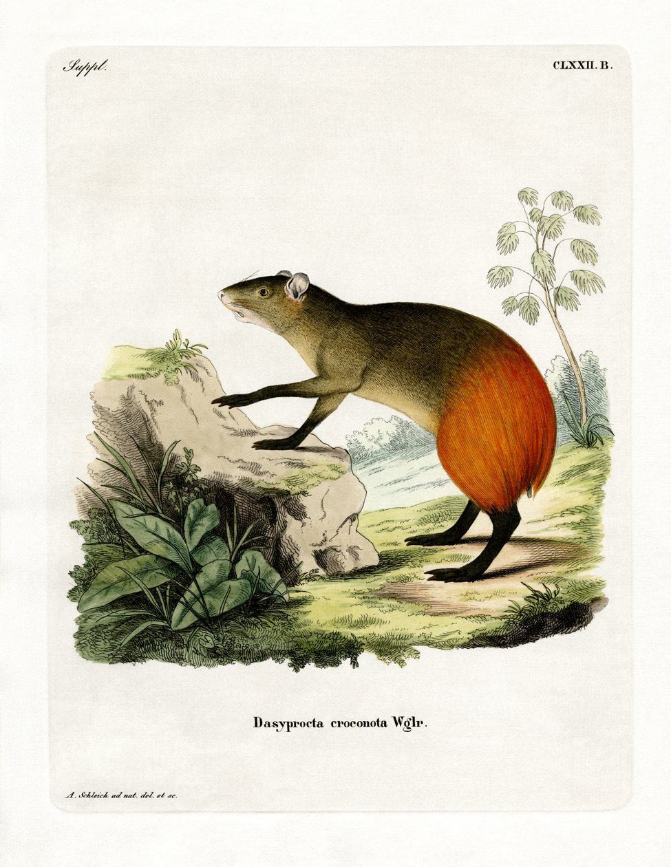 Kultainen Agouti (värillinen kaiverrus) tekijältä German School