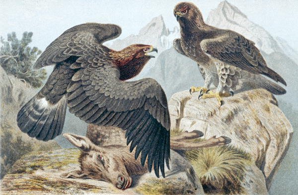 Golden Eagle, levy "Brehms Tierleben: Allgemeine Kunde des Tierreichs" osasta 6, s. 266, julkaisija Bibliographisches Institut tekijältä German School
