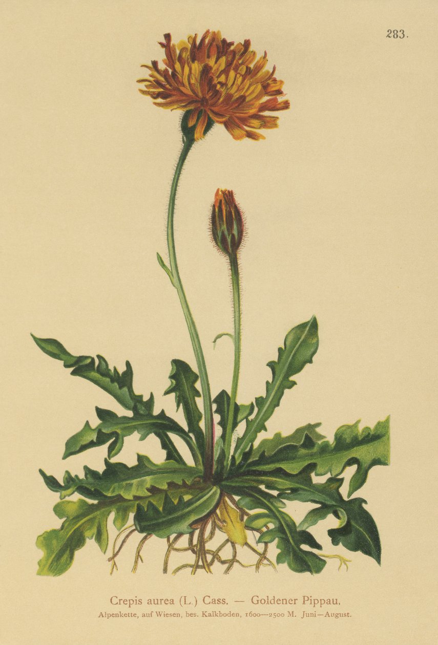Kultahaukkaparta (Crepis aurea) tekijältä German School