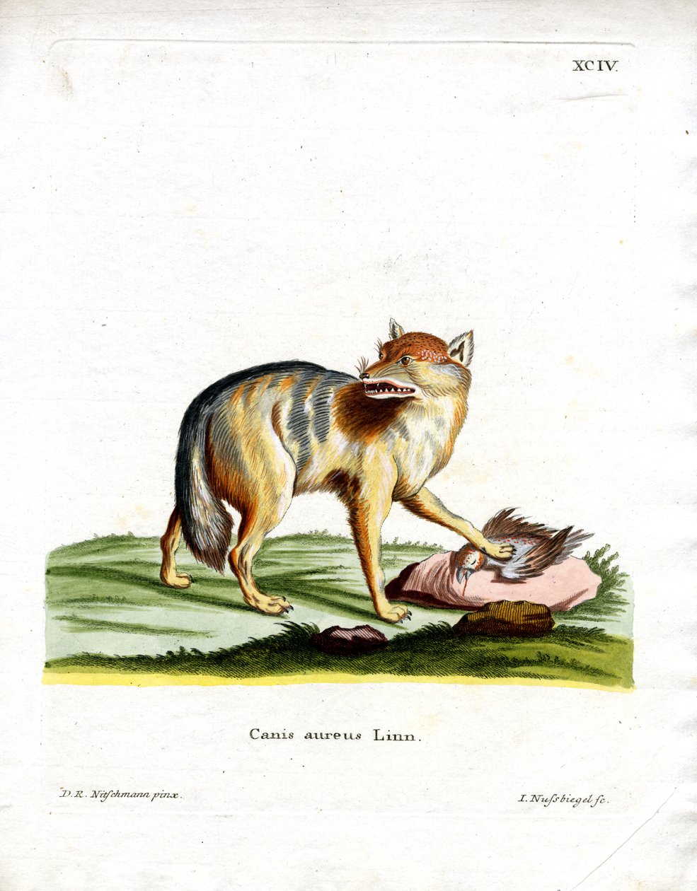 Golden Jackal (värillinen kaiverrus) tekijältä German School