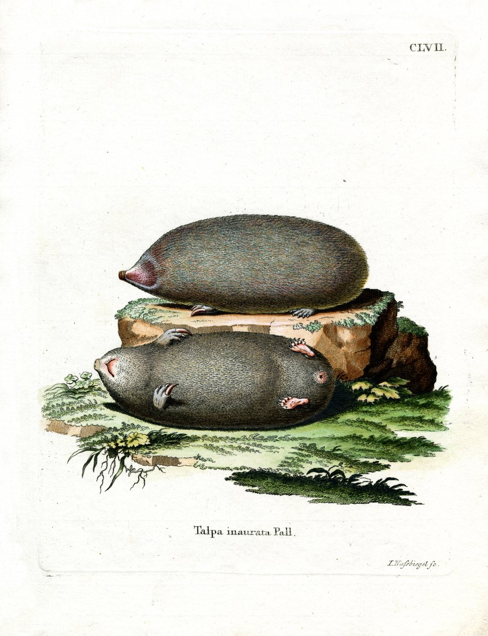 Golden Mole (värillinen kaiverrus) tekijältä German School