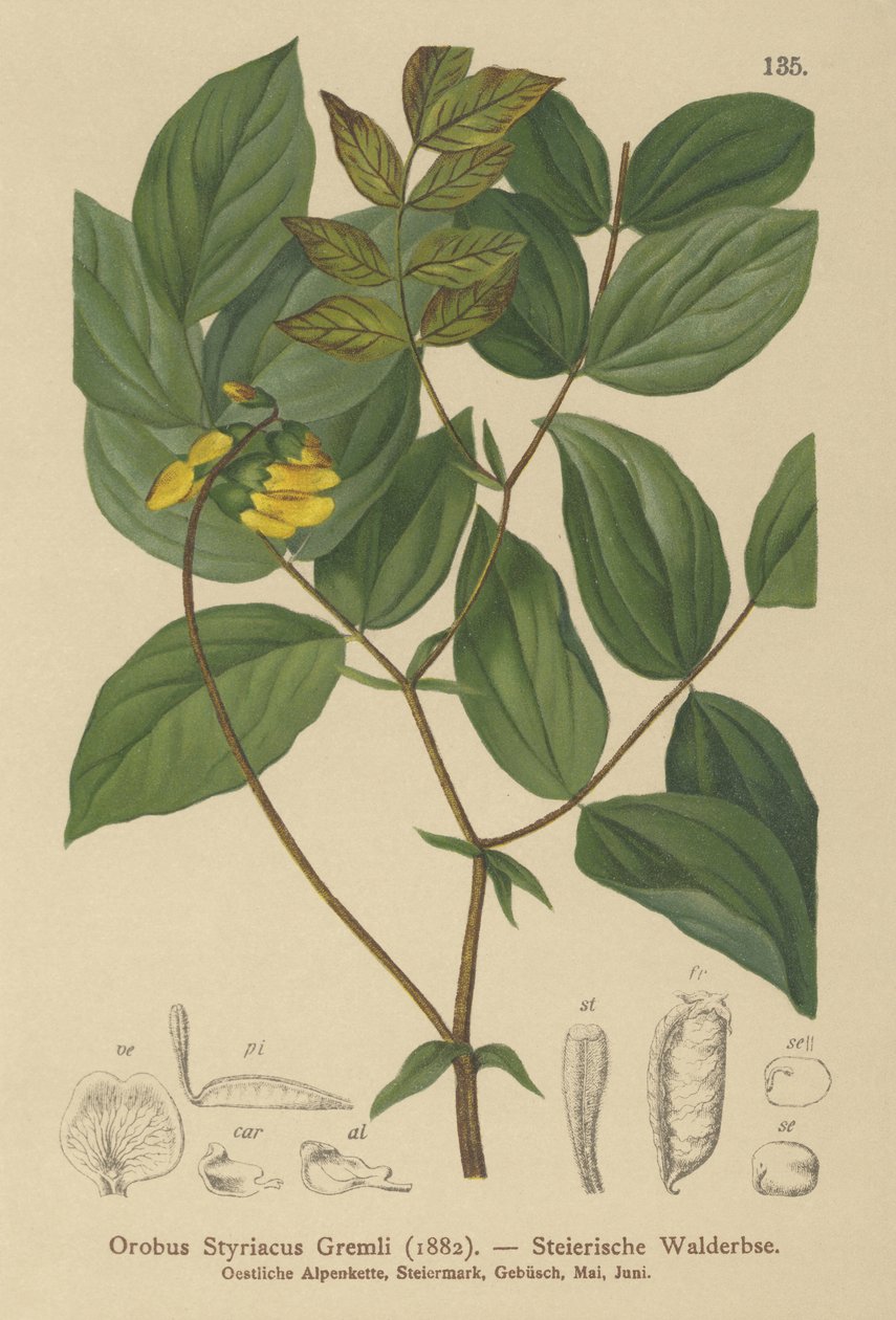 Kultavirna (Orobus styriacus, Lathyrus aureus) tekijältä German School