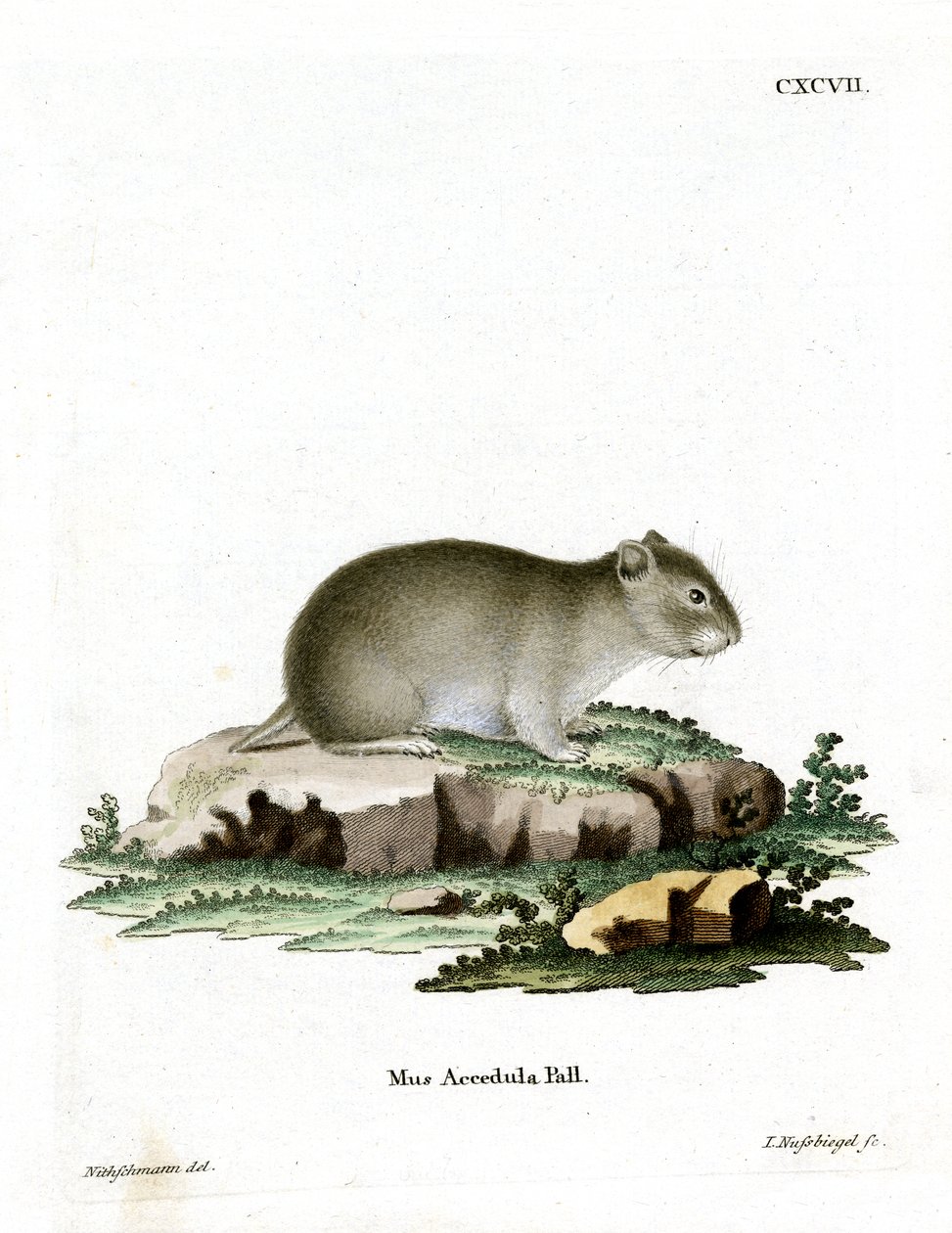 Harmaa kääpiöhamsteri (värillinen kaiverrus) tekijältä German School
