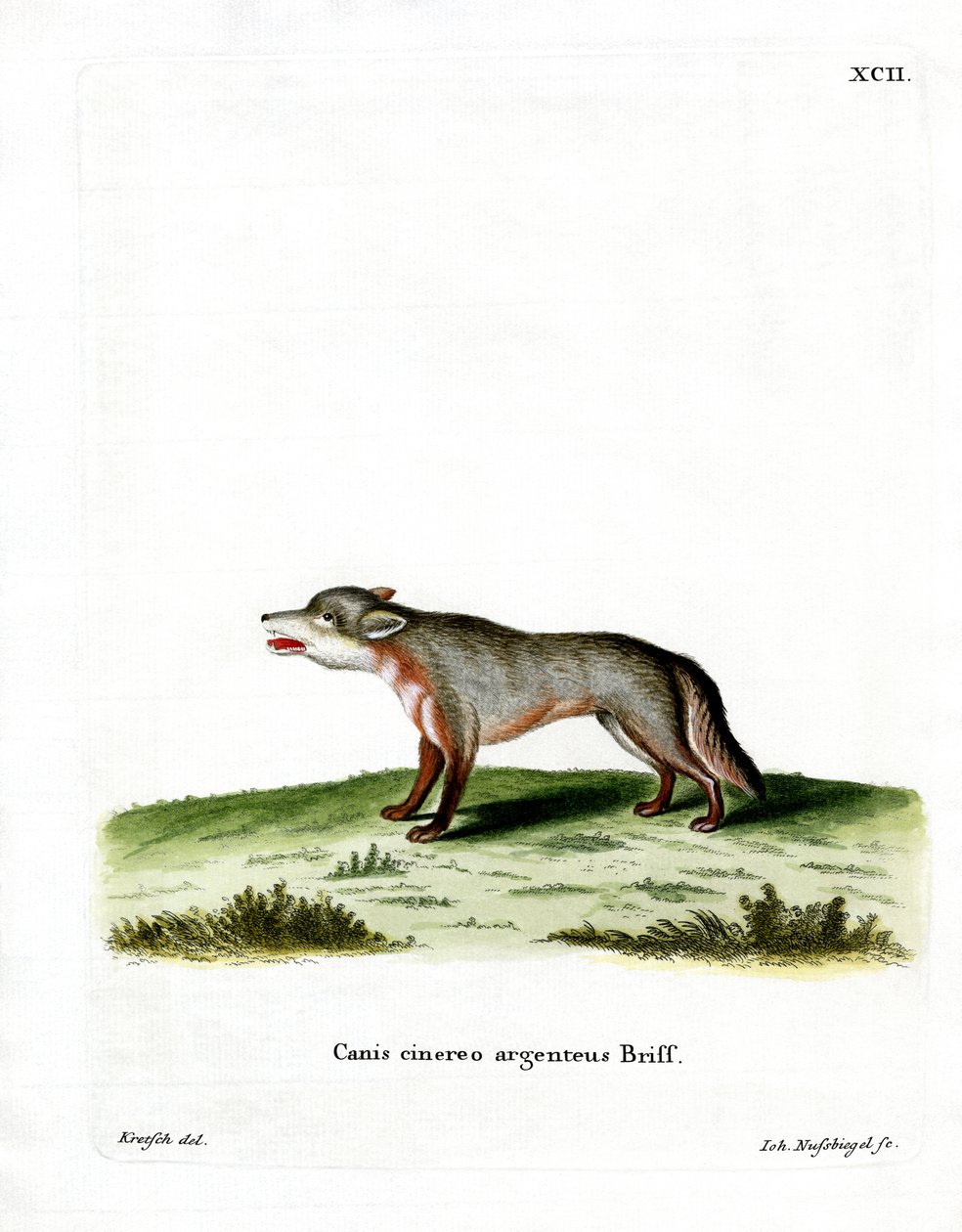Gray Fox (värillinen kaiverrus) tekijältä German School