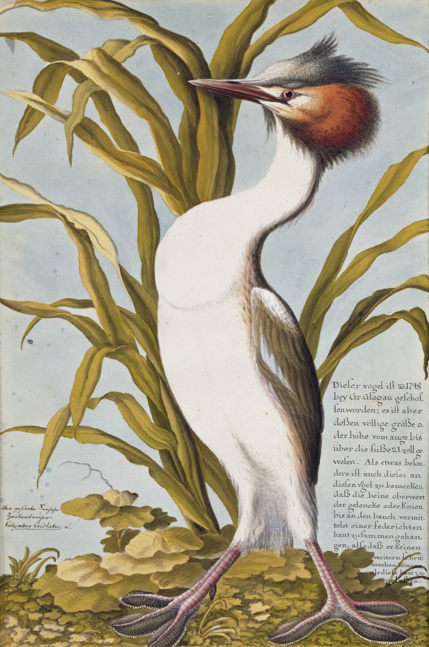 Harikurkku (Podiceps cristatus) n. 1748 (wc paperilla) tekijältä German School