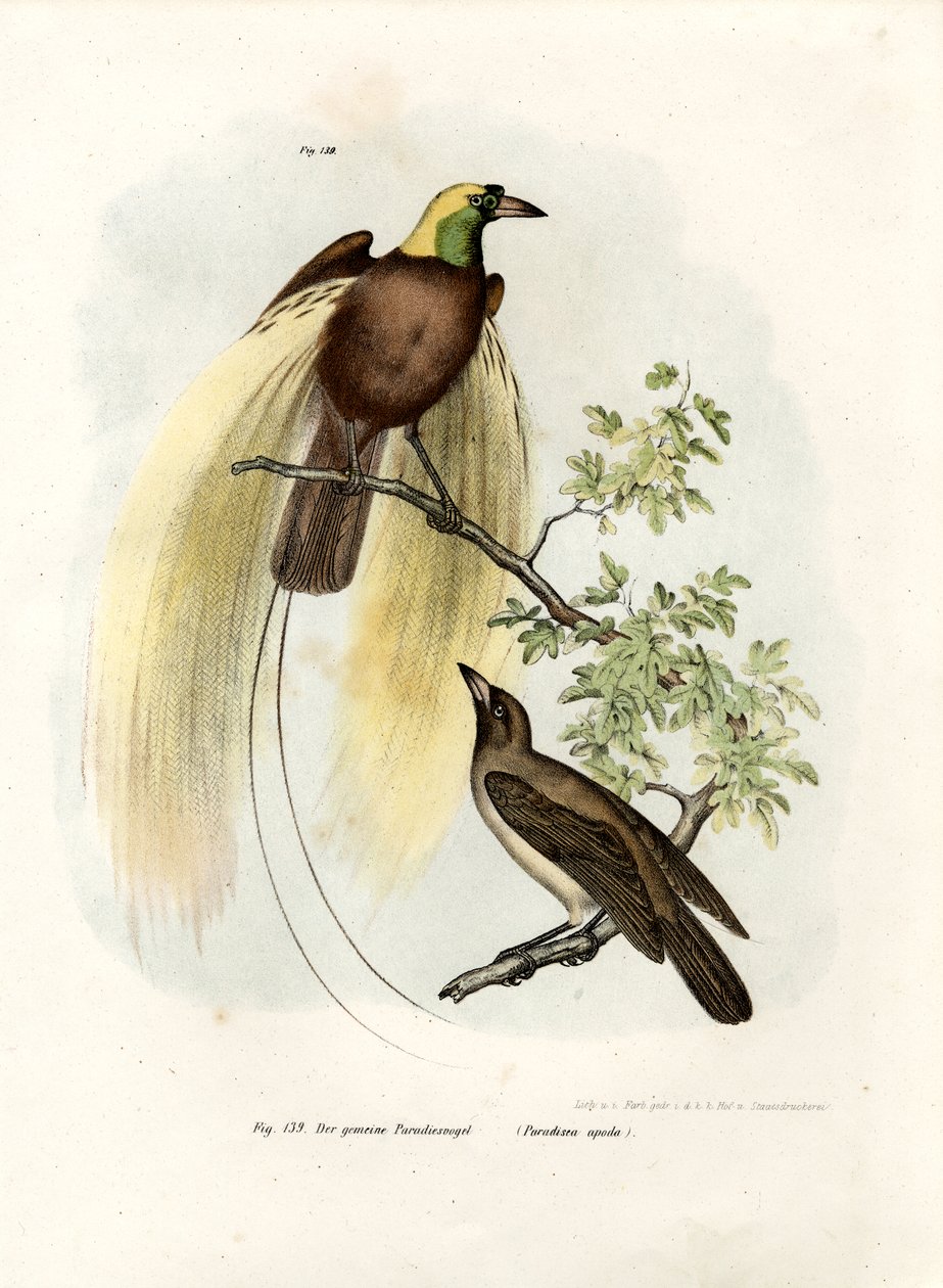 Suurparatiisin lintu, 1864 tekijältä German School