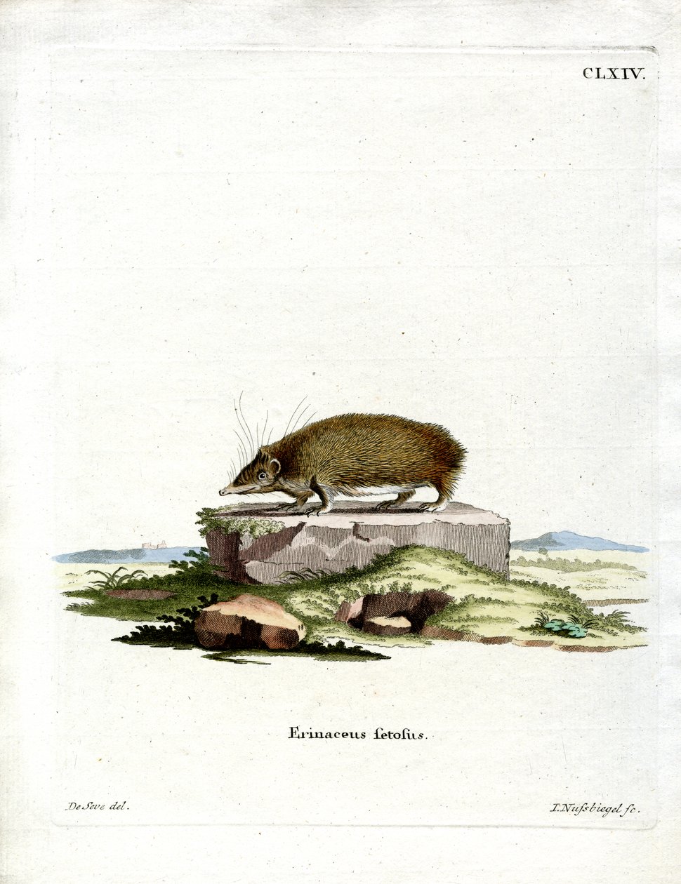 Greater Hedgehog Tenrec (värinen kaiverrus) tekijältä German School
