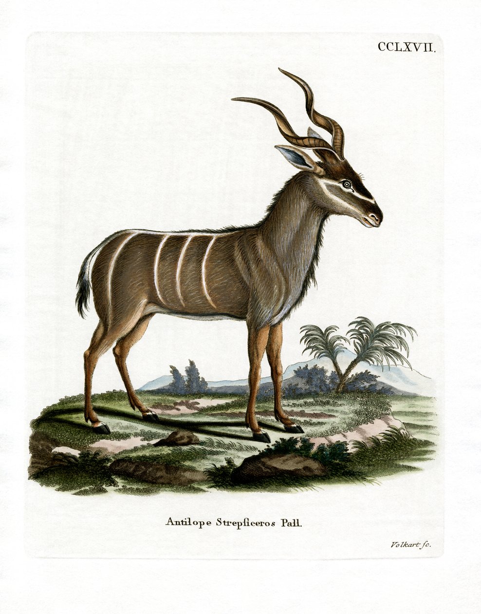 Greater Kudu (värillinen kaiverrus) tekijältä German School