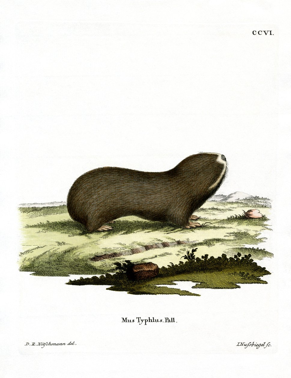 Greater Mole Rat (värillinen kaiverrus) tekijältä German School