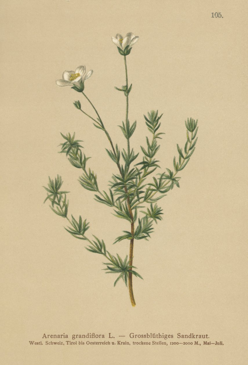 Isohiekkajuuri (Arenaria grandiflora) tekijältä German School