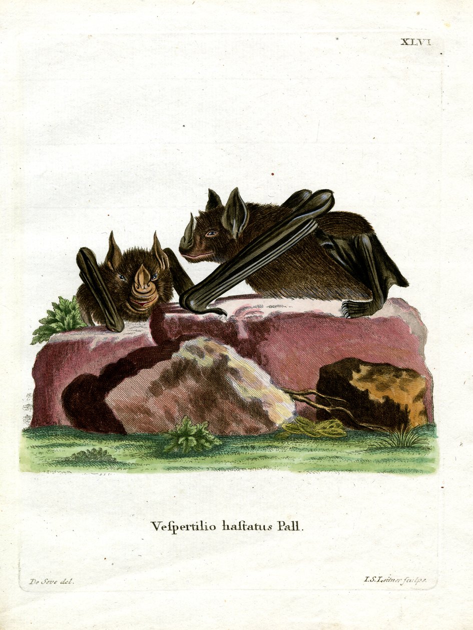 Keihäsnokkalepakko (värillinen kaiverrus) tekijältä German School