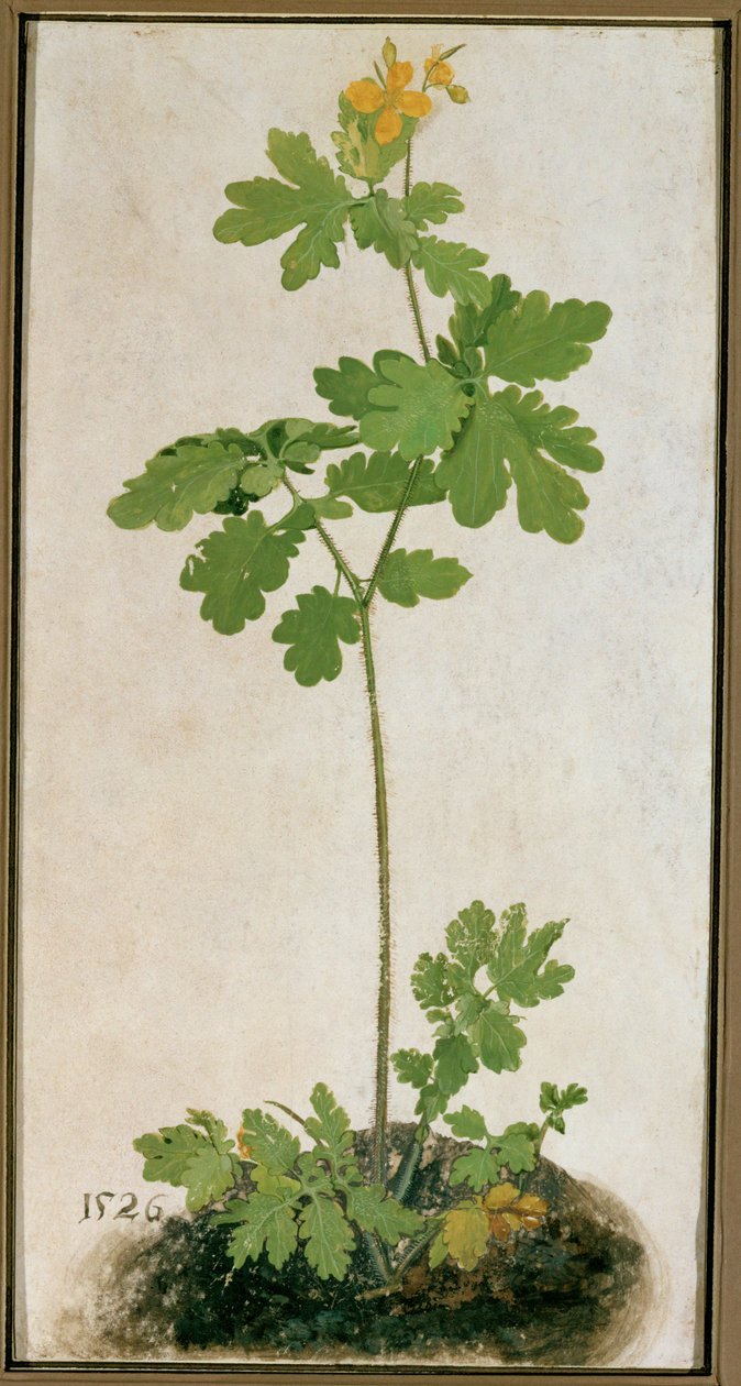 Isokorento (akvarelli, tempera ja sivellin pergamentille, pahville kiinnitettynä) tekijältä German School