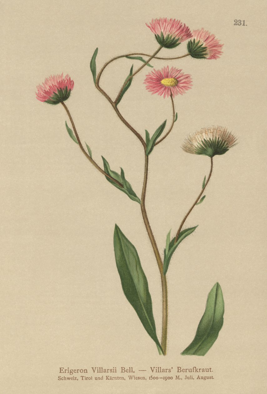 Kreikkalainen Fleabane (Erigeron Villarsii, Erigeron atticus) tekijältä German School
