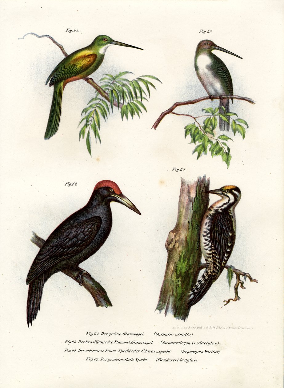 Vihreähäntäinen Jacamar, 1864 tekijältä German School