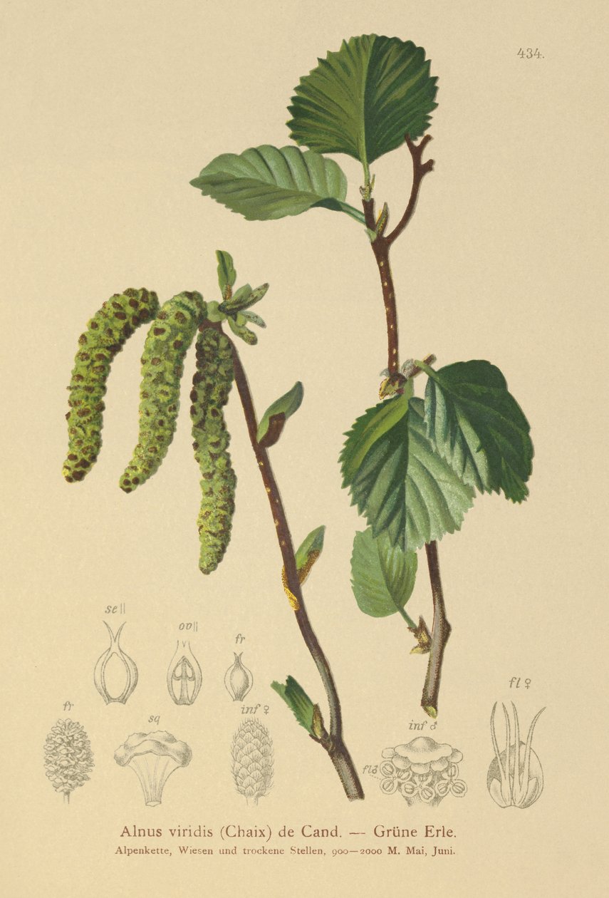 Vihreä leppä (Alnus viridis) tekijältä German School