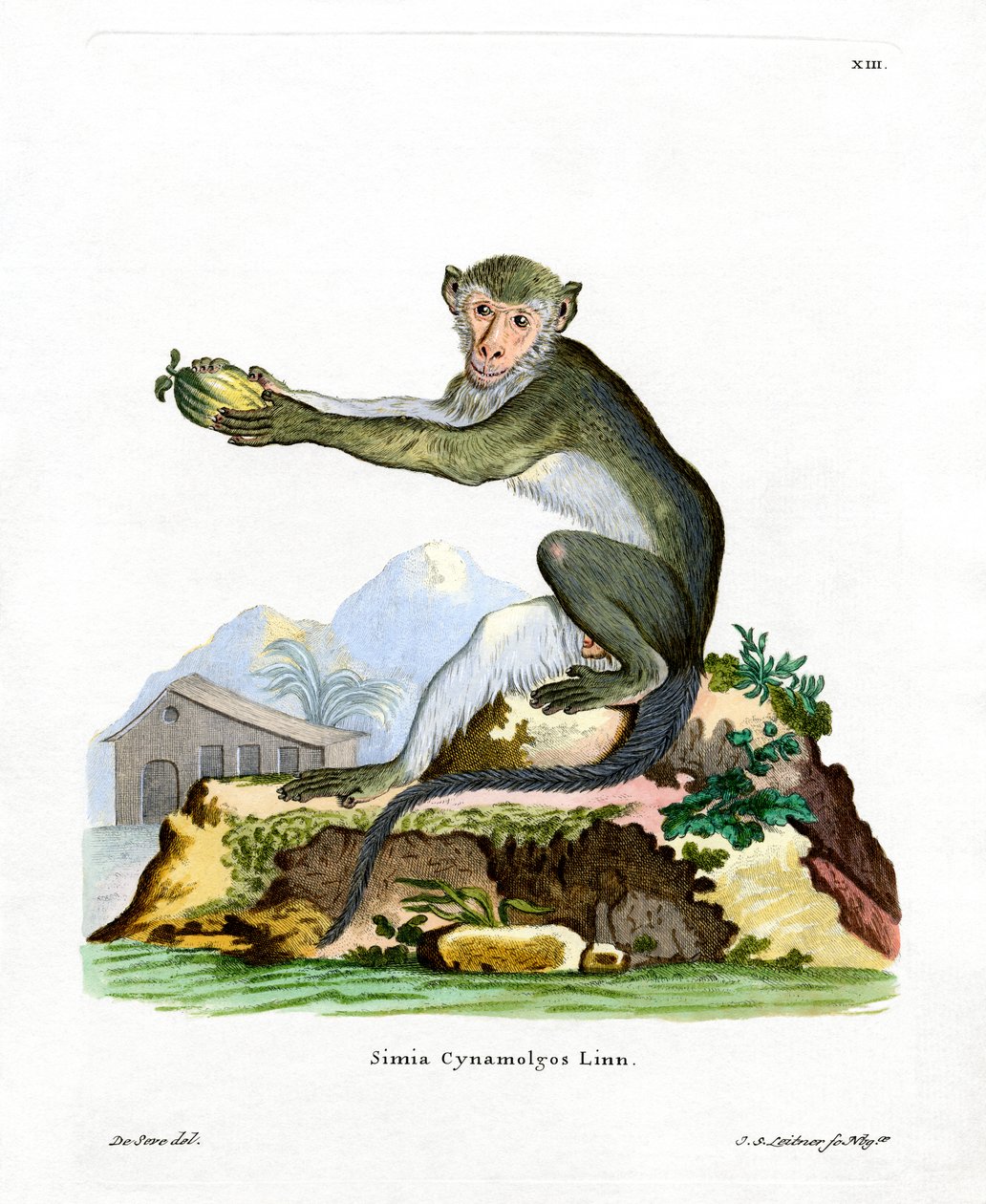 Green Monkey (värillinen kaiverrus) tekijältä German School