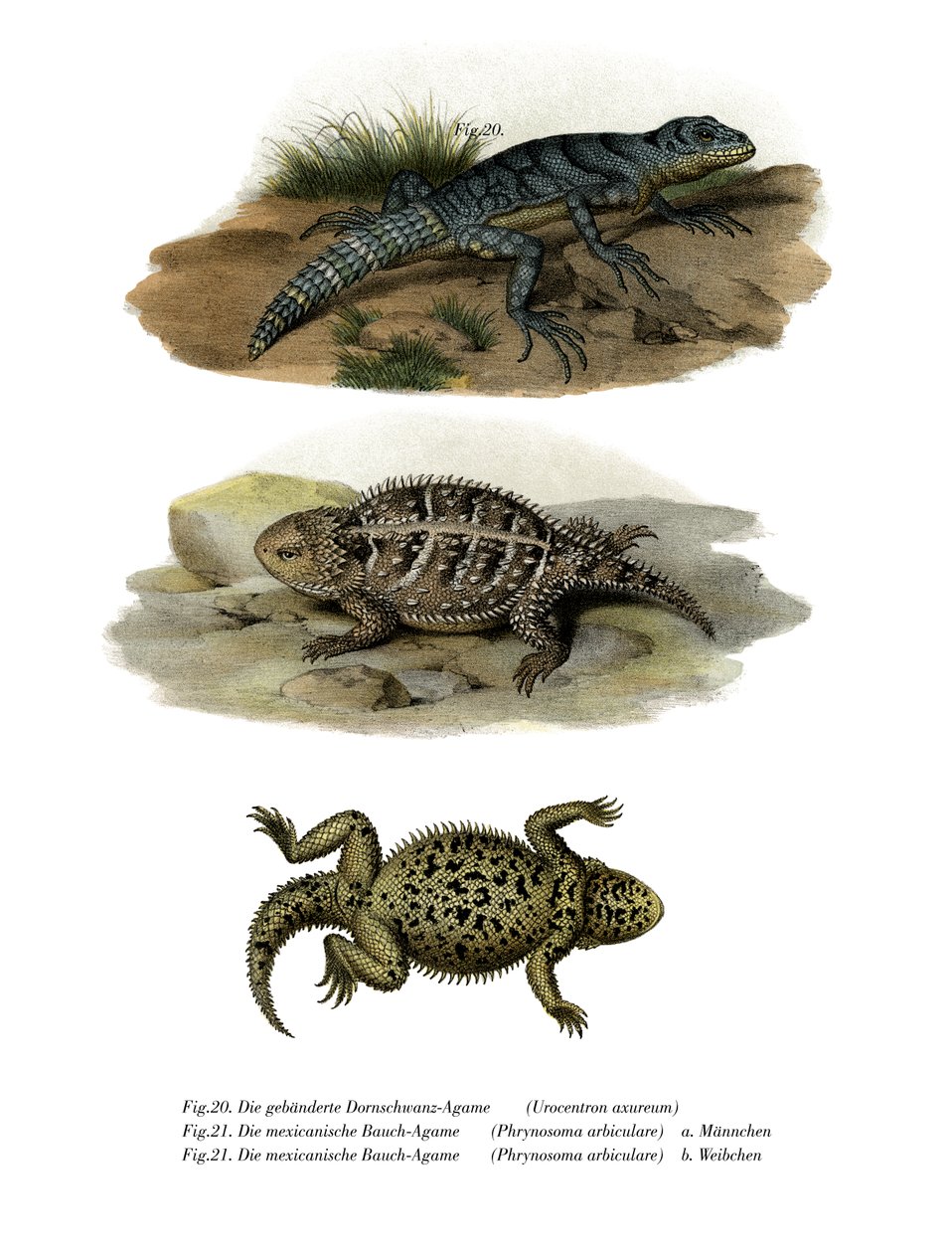 Vihreä piikkihäntä-iguana (väri litho) tekijältä German School
