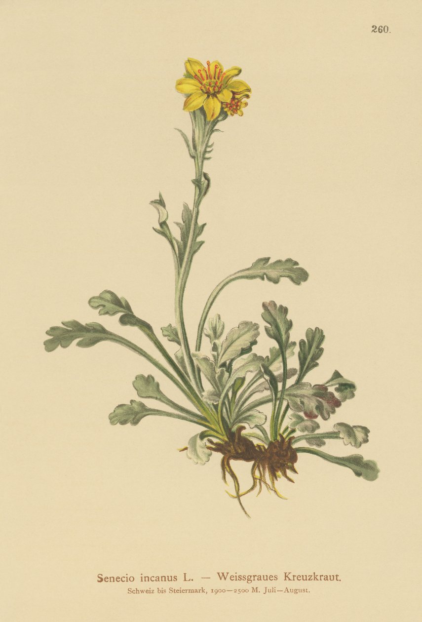 Harmaa Ragwort (Senecio incanus) tekijältä German School