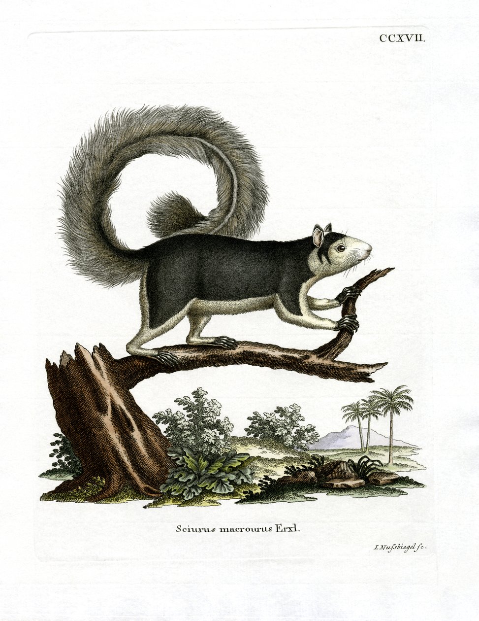 Grizzled Giant Squirrel (värillinen kaiverrus) tekijältä German School