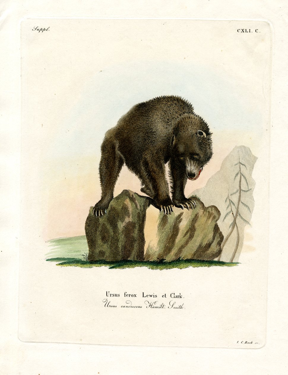 Grizzly Bear (värillinen kaiverrus) tekijältä German School