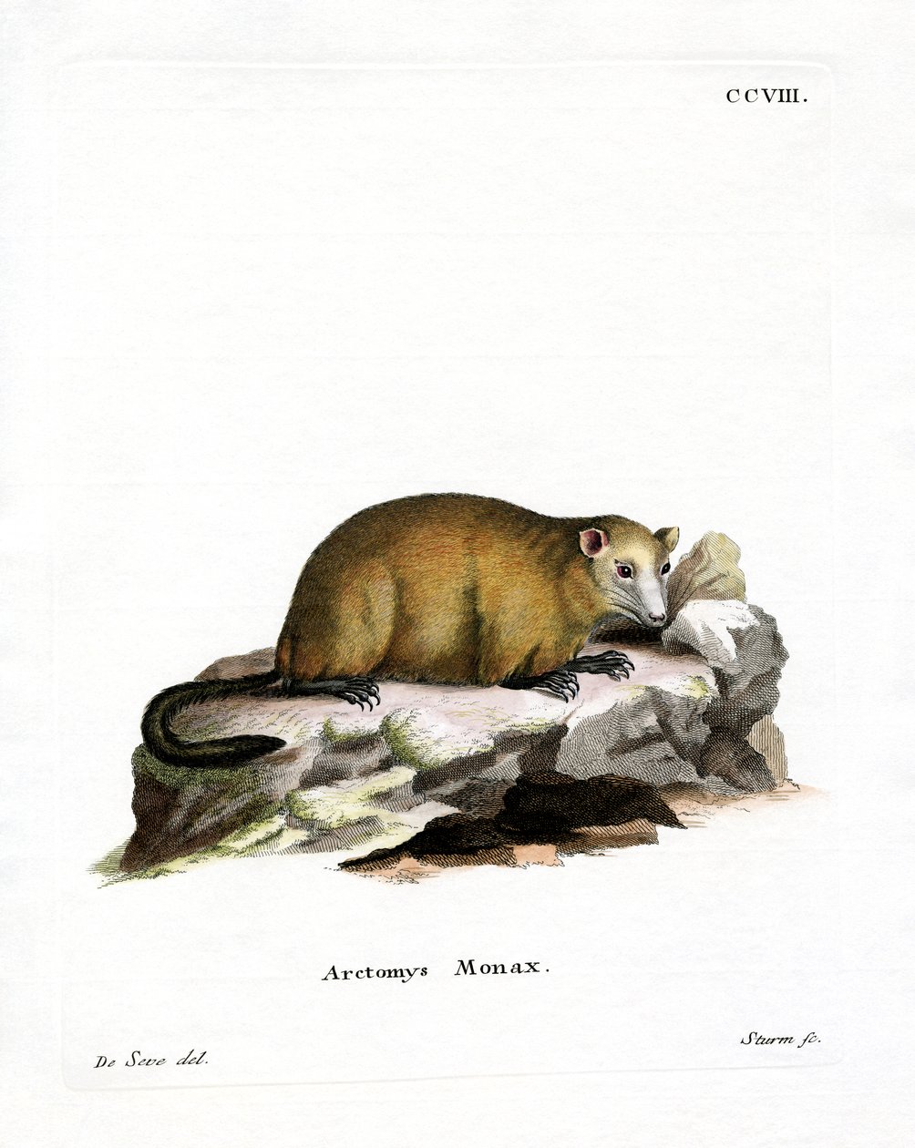 Groundhog (värillinen kaiverrus) tekijältä German School
