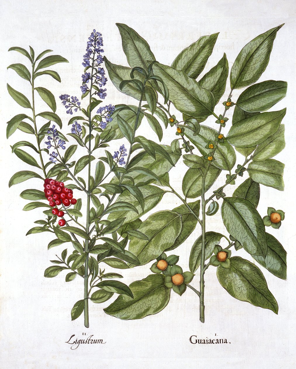 Guaiacum ja Chinese Privet, Hortus Eystettensis, kirjoittanut Basil Besler (1561-1629), pub. 1613 (käsinvärinen kaiverrus) tekijältä German School