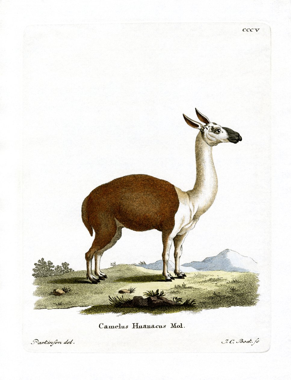 Guanaco (värillinen kaiverrus) tekijältä German School
