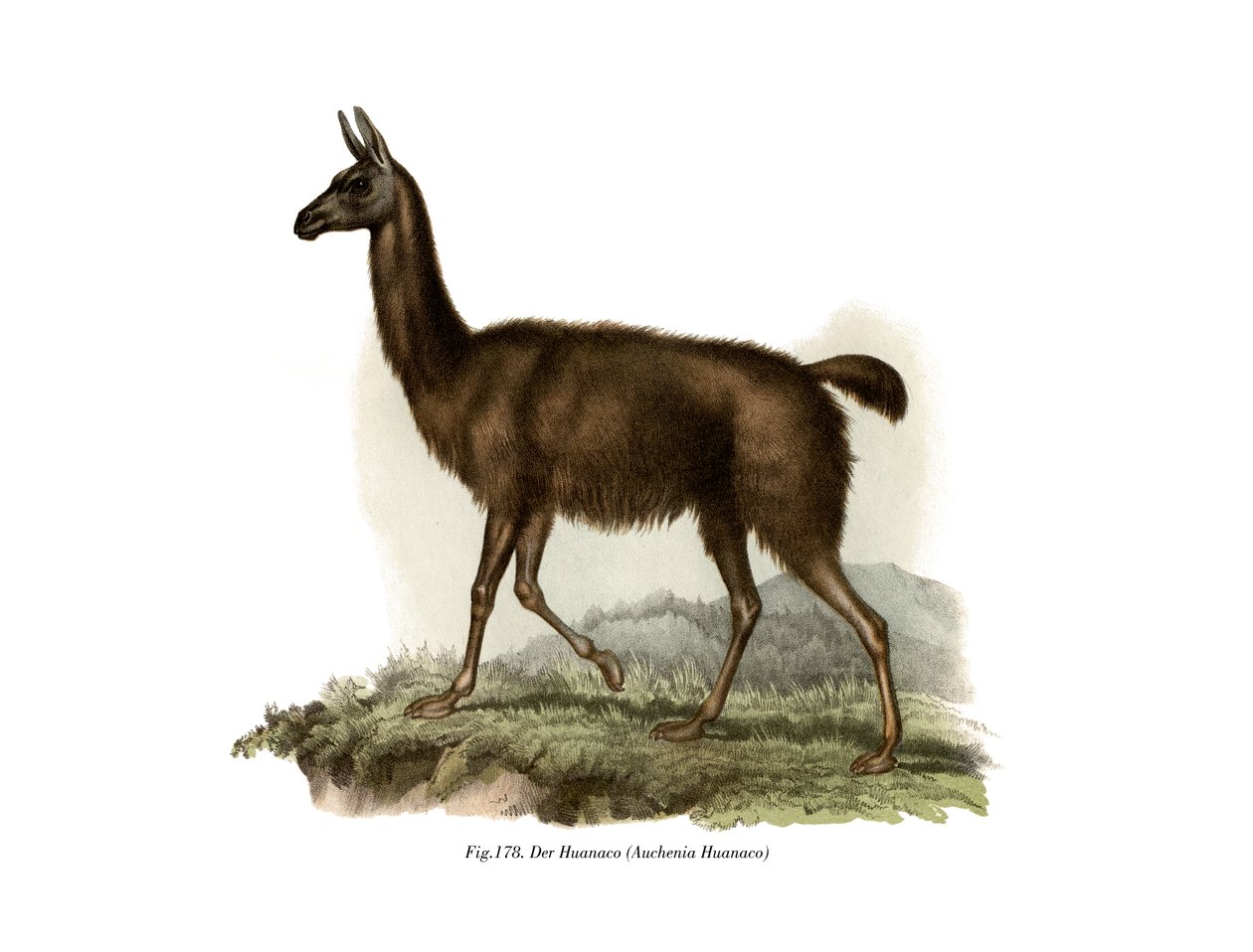 Guanako, 1860 tekijältä German School