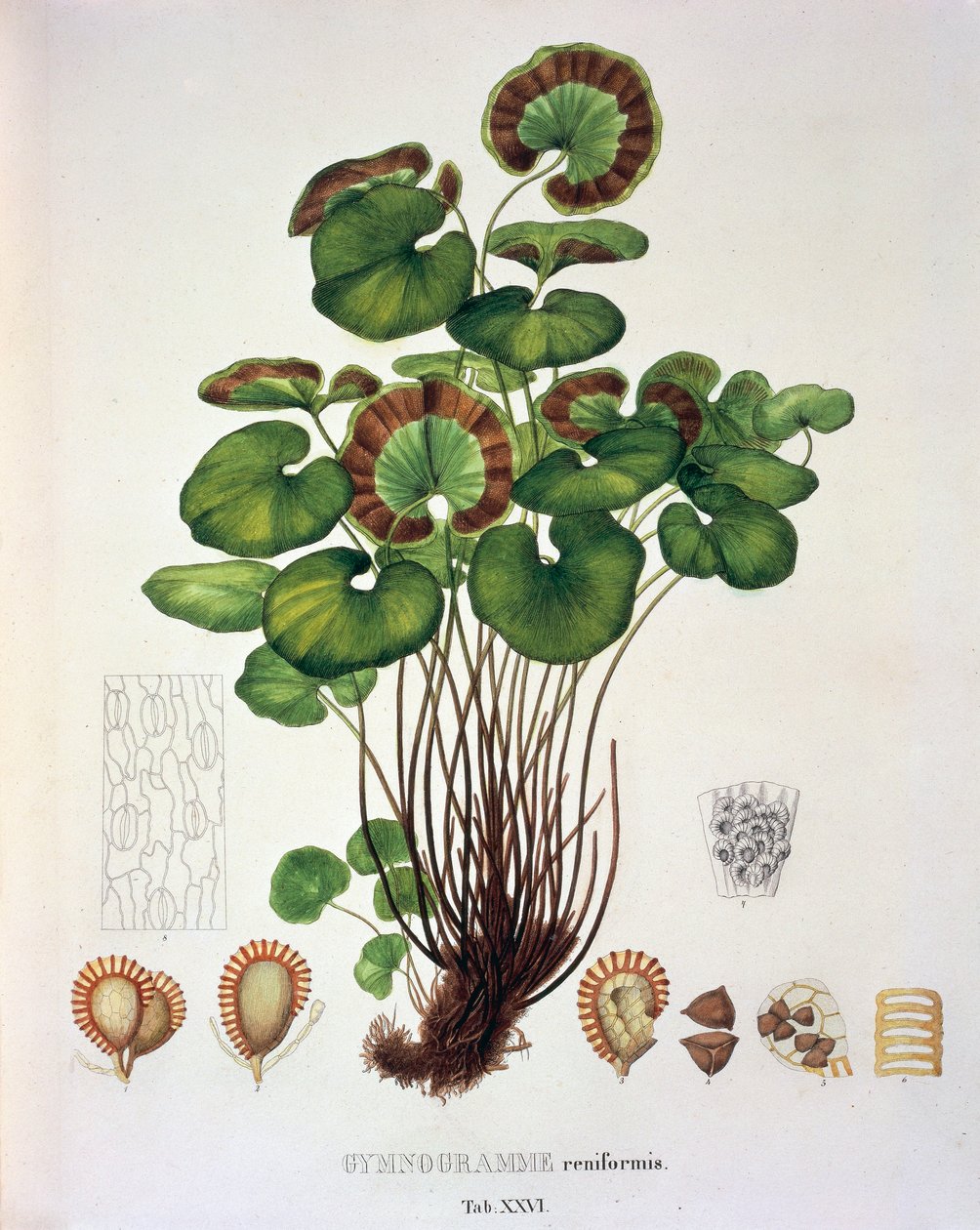 Gymnogramme Reniformis, pöytä XXVI 