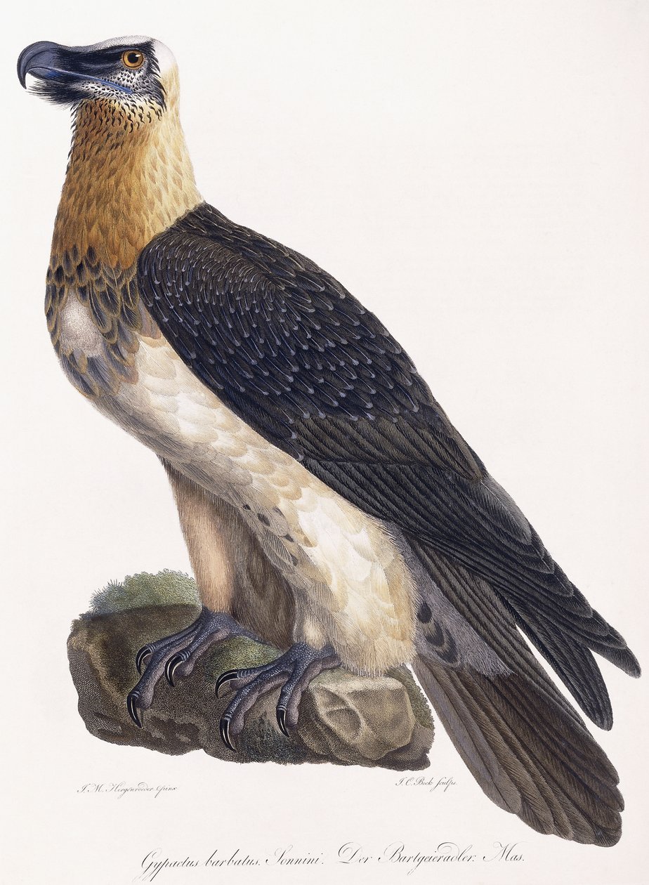 Gypaetus-partainen Sonninus tekijältä German School