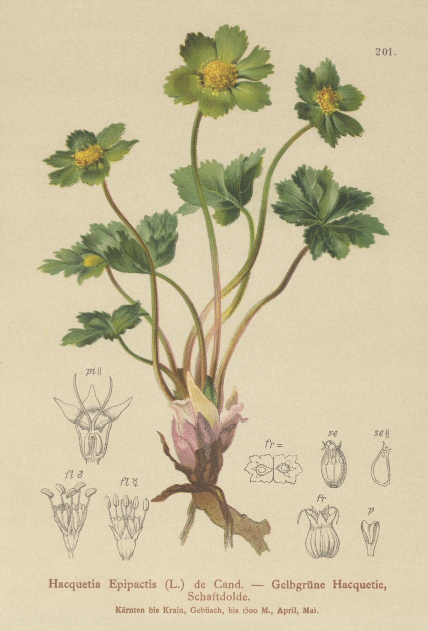 Hacquetia (Hacquetia Epipactis) tekijältä German School
