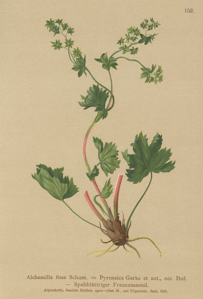 Karvaton Ladys Mantle (Alchemilla fissa, Alchemilla Pyrenaica) tekijältä German School