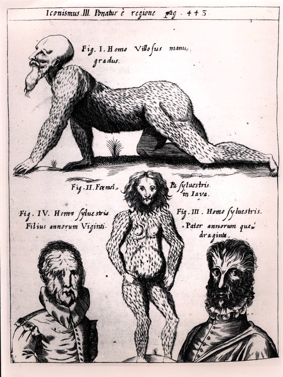 Karvainen mies ja villi mies, Gaspar Schottin (1608-66) kuvitus Physica Curiosasta tekijältä German School