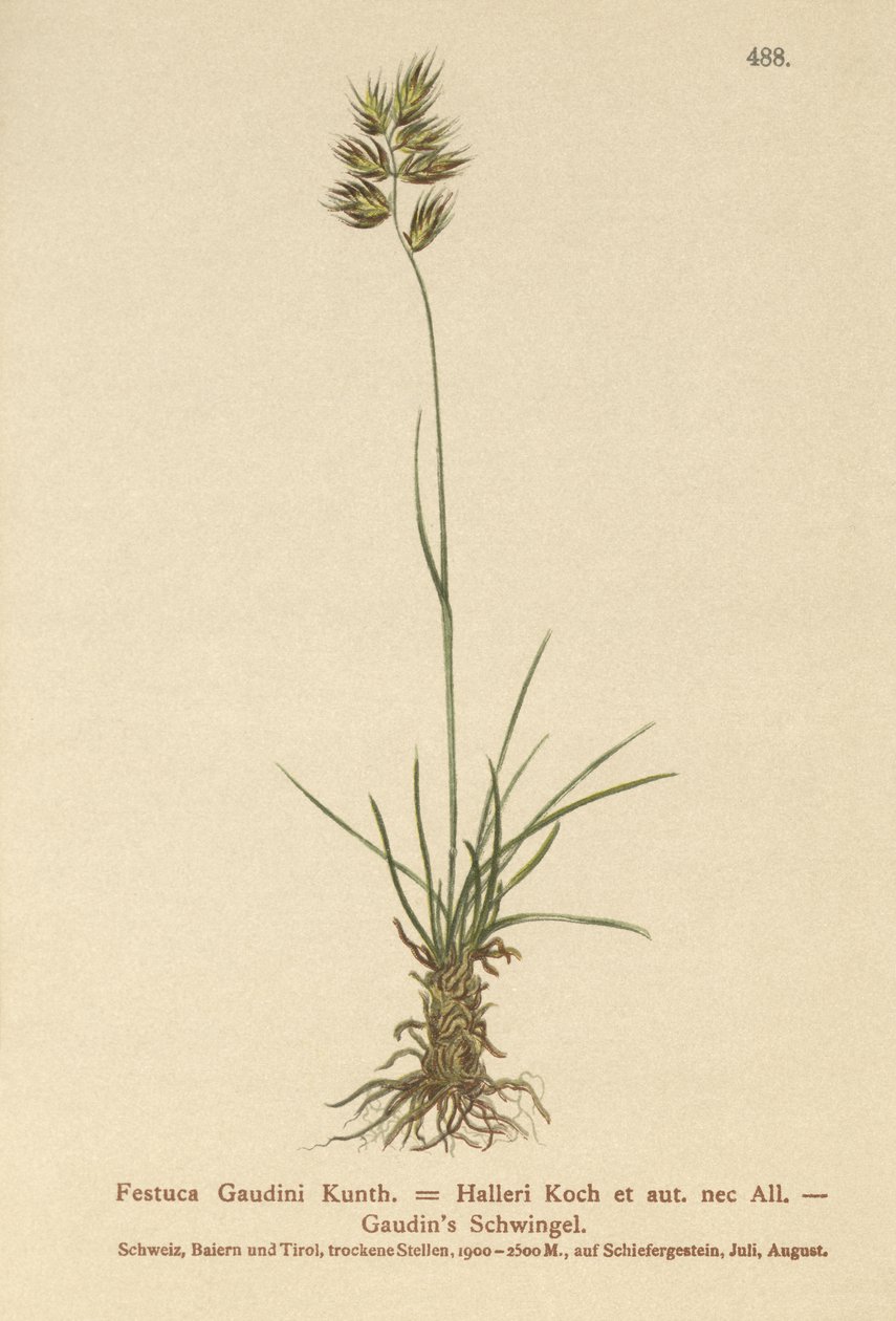 Hallers-nata (Festuca Gaudini, Festuca Hallerie) tekijältä German School