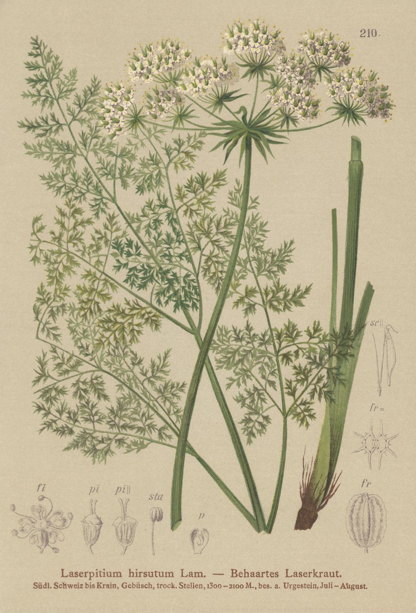 Hallers Sermountain (Laserpitium hirsutum, Laserpitium halleri, Laserpitium panax) tekijältä German School