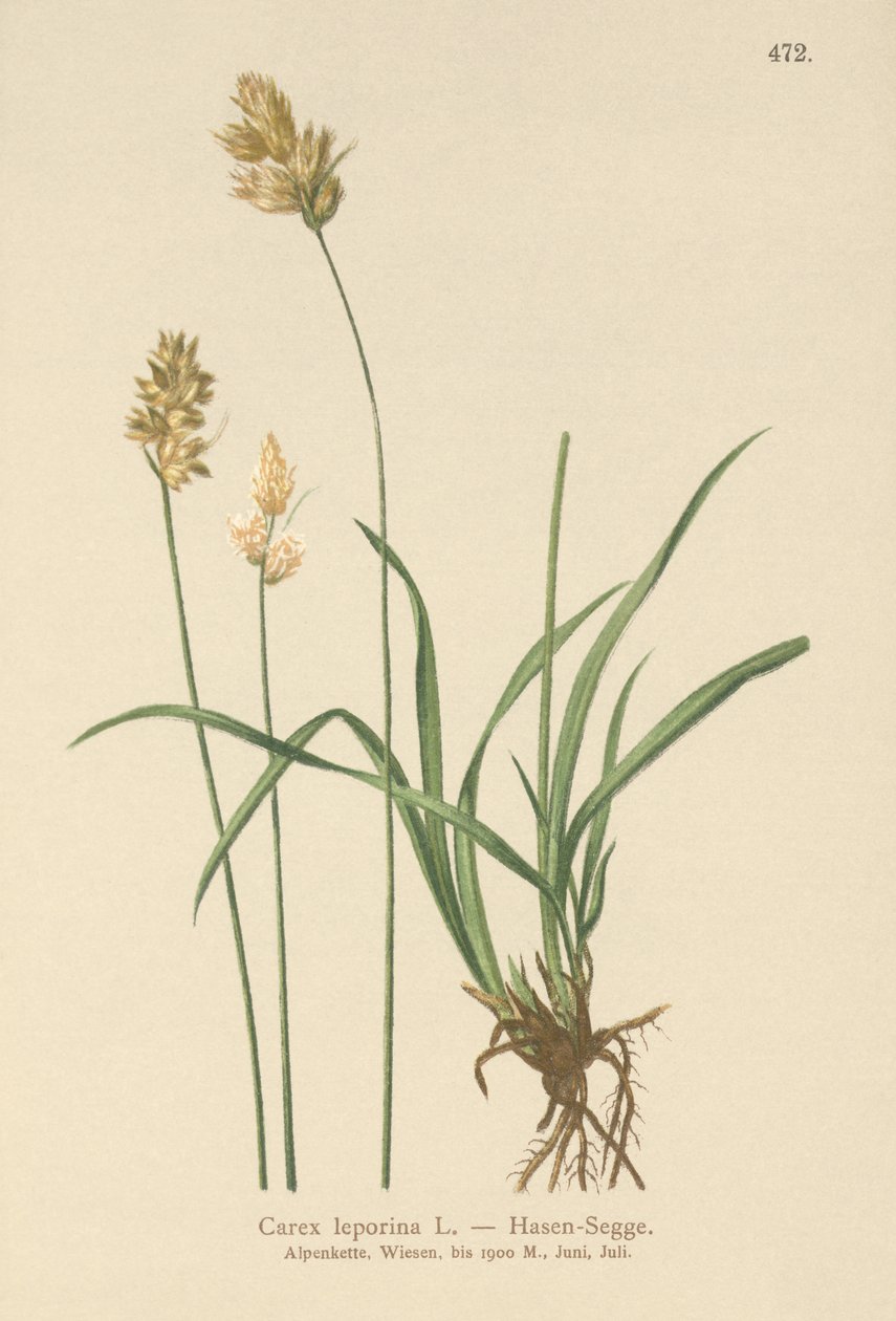 Jänissara (Carex leporina, Carex ovalis) tekijältä German School