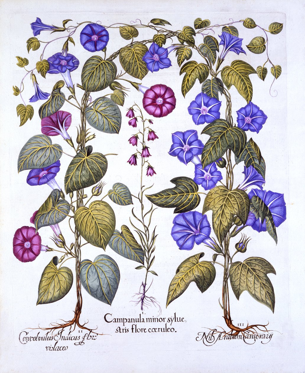 Harebell ja Convovulus, Hortus Eystettensis, kirjoittanut Basil Besler (1561-1629), pub. 1613 (käsinvärinen kaiverrus) tekijältä German School