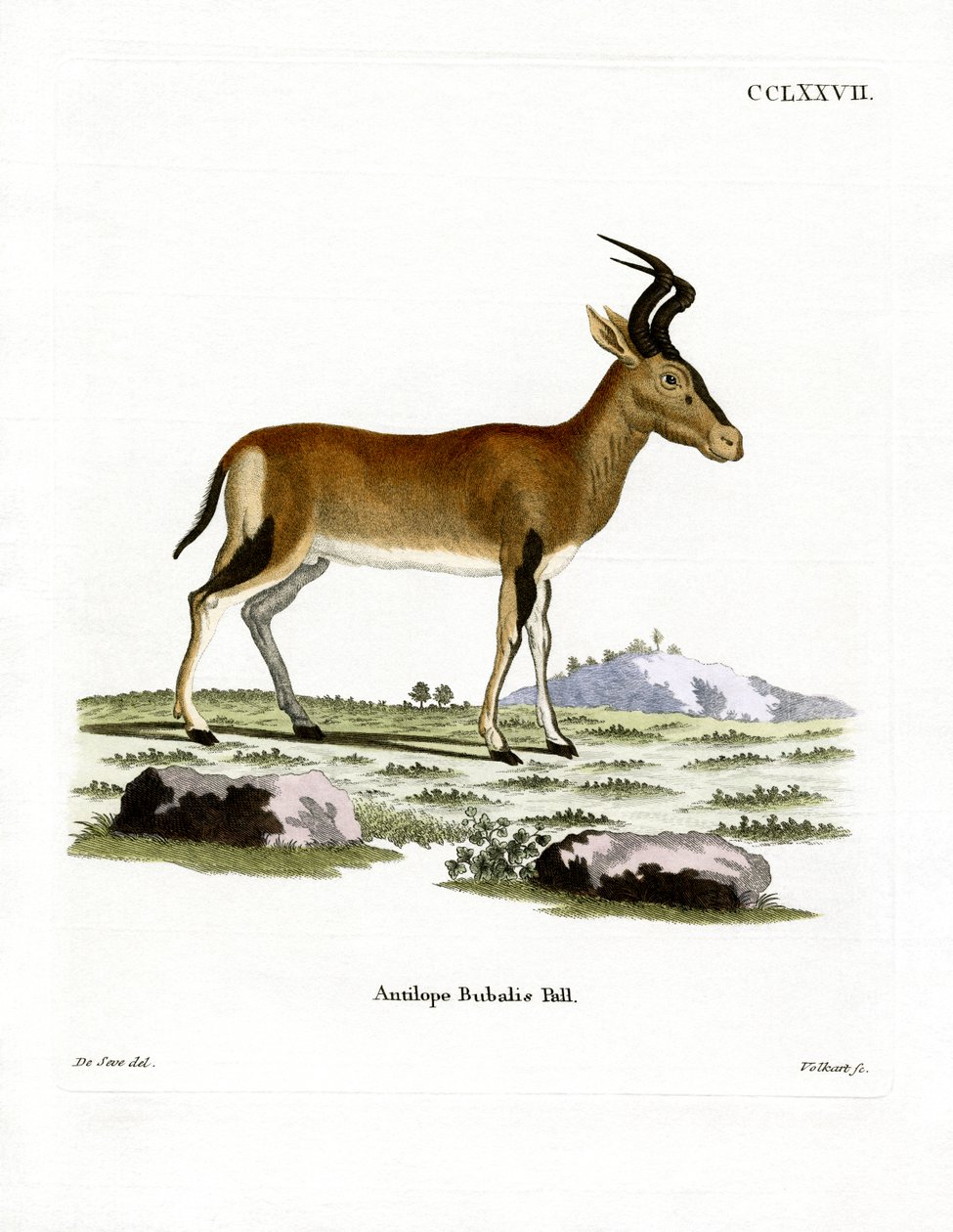 Hartebeest (värillinen kaiverrus) tekijältä German School
