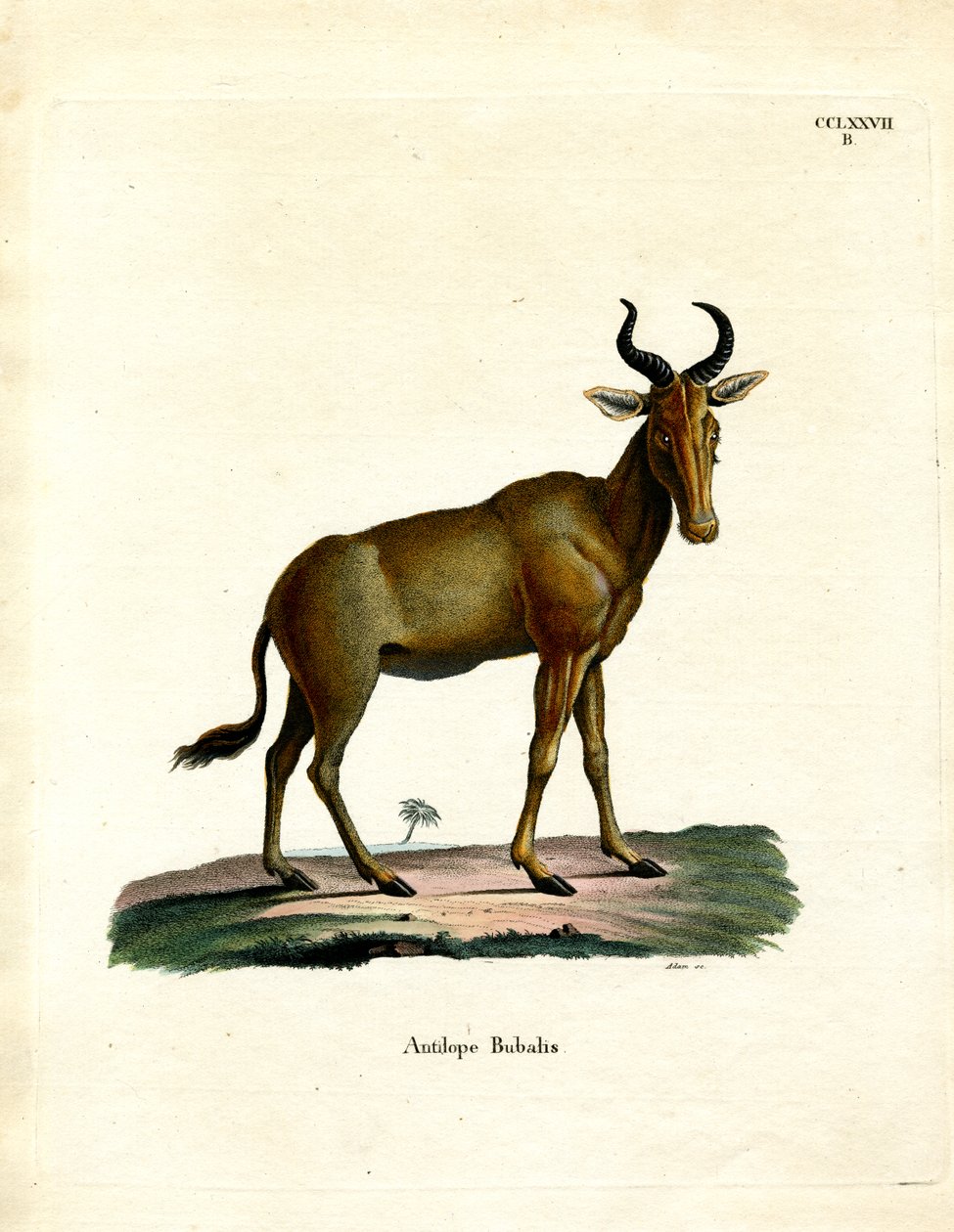 Hartebeest (värillinen kaiverrus) tekijältä German School