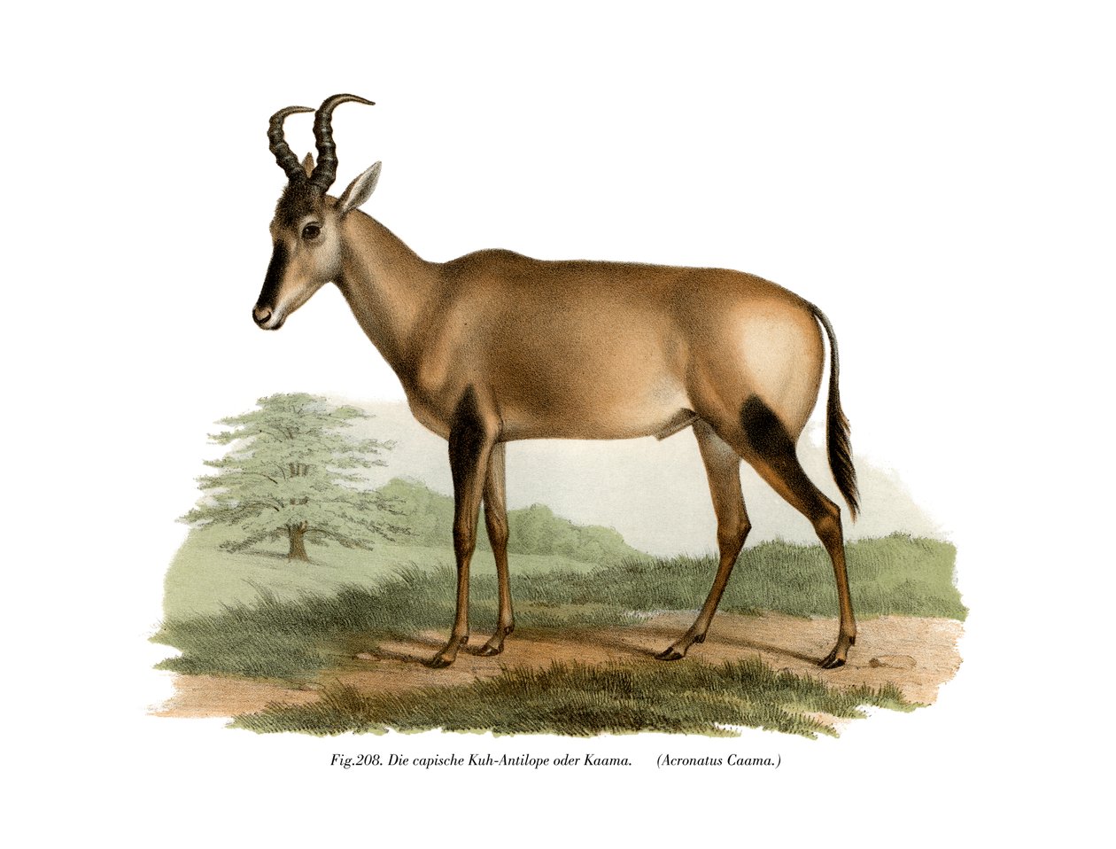 Hartebeest, 1860 tekijältä German School