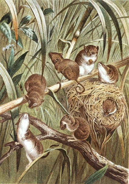 Harvest Mouse, levy "Brehms Tierleben: Allgemeine Kunde des Tierreichs", vol.2, s.515, julkaisija Bibliographisches Institut tekijältä German School