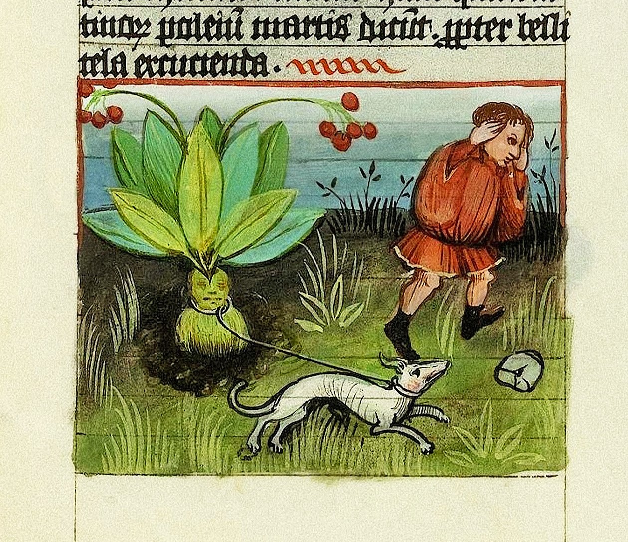 Mandraken sadonkorjuu, Asioiden luonne - Rabanus Maurus, n. 1425 (guassi vellumilla) tekijältä German School