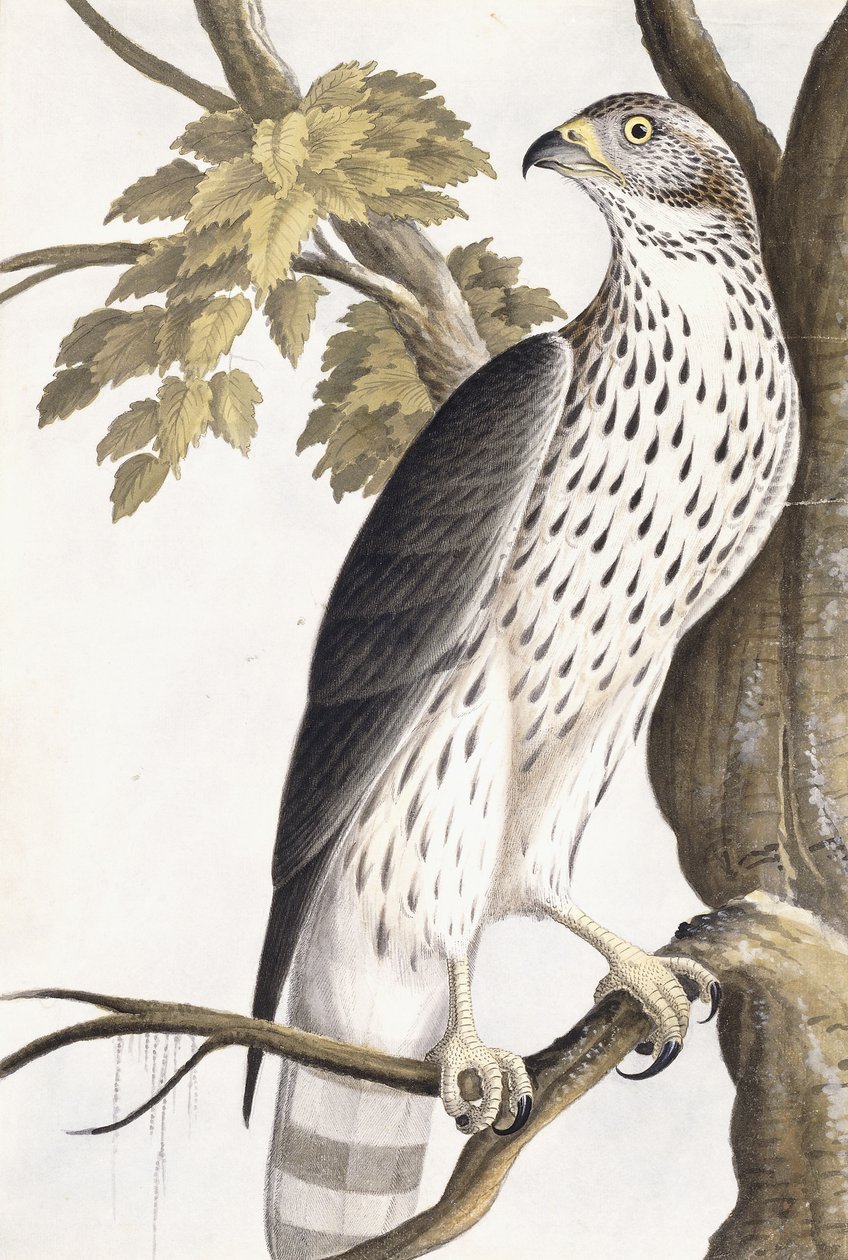 Hawk, 1750-1800 tekijältä German School