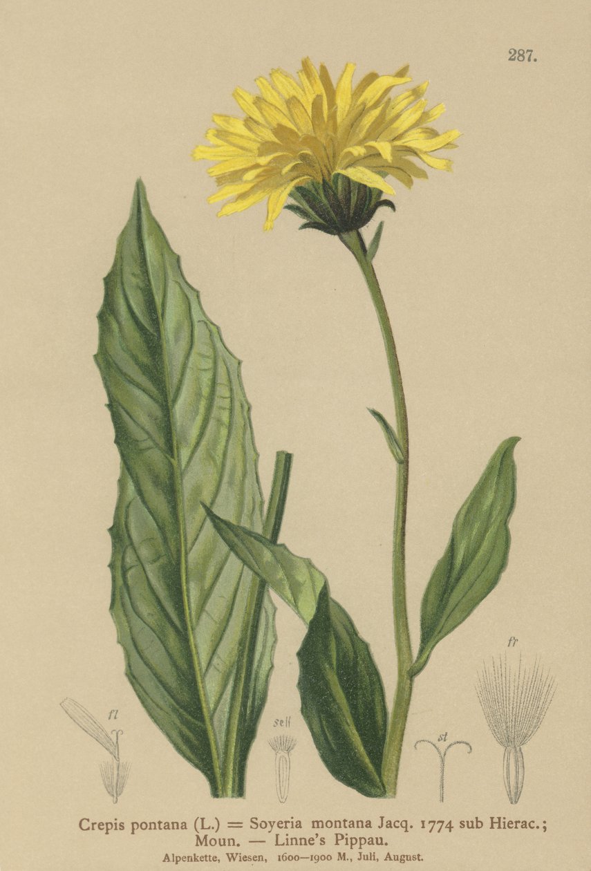 Haukkaparta (Crepis bocconi, Crepis pontana, Crepis montana, Hieracium montanum, Soyeria montana) tekijältä German School
