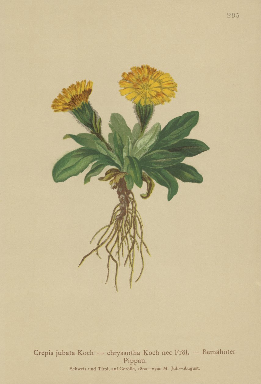Haukkaparta (Crepis jubata, Crepis rhaetica) tekijältä German School