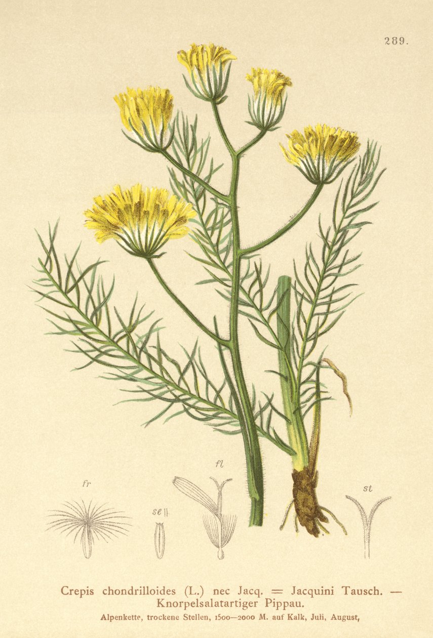 Haukkaparta (Crepis chondrilloides) tekijältä German School