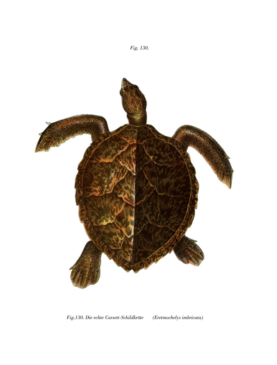 Hawksbill Turtle (väri litho) tekijältä German School