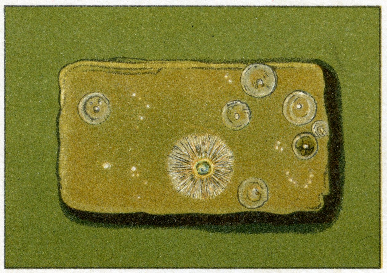 Terveet bakteeritasot juomavedessä, n. 1890 (värikromolitografia) tekijältä German School
