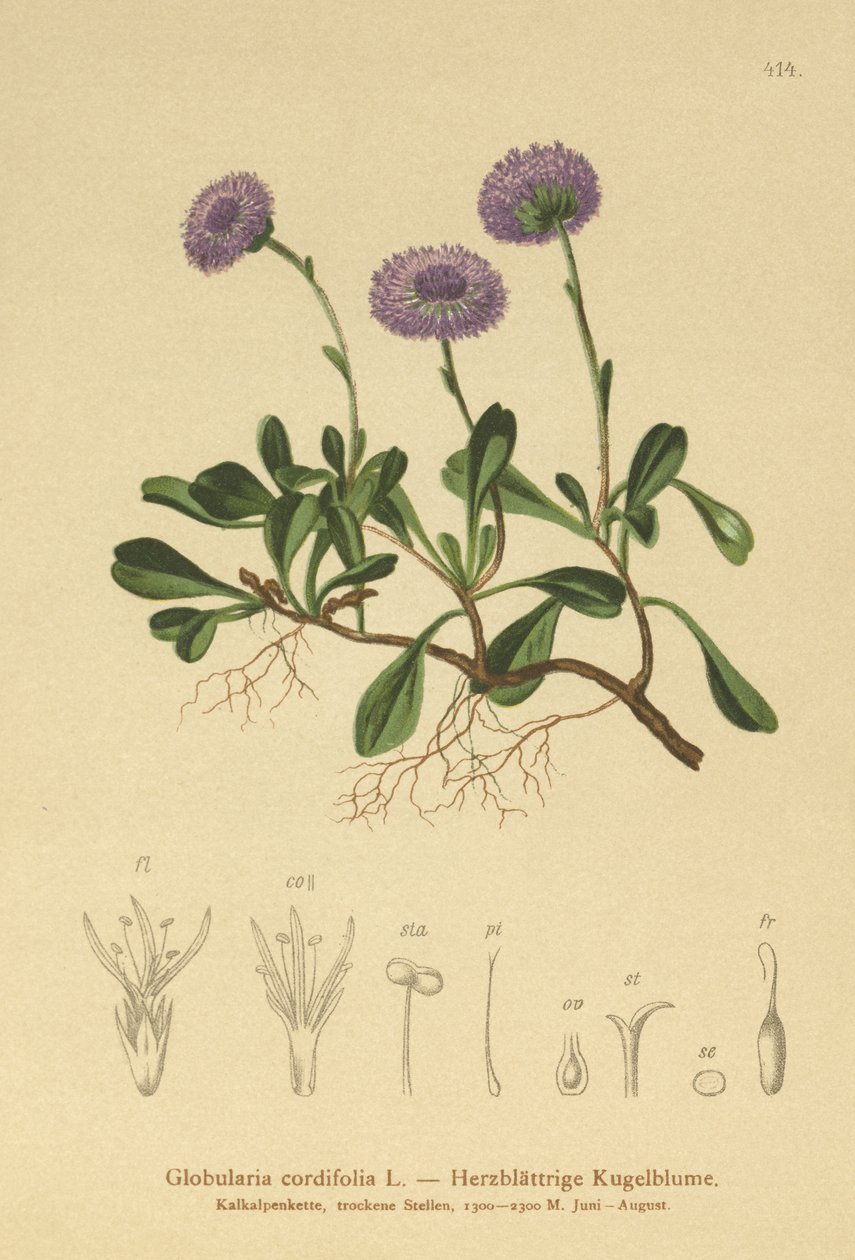 Sydänlehtinen Globe Daisy (Globularia cordifolia) tekijältä German School