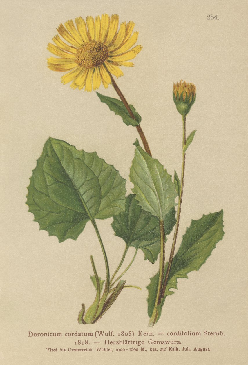 Sydänlehtinen Leopards Bane (Doronicum cordatum, Doronicum cordifolium, Aronicum cordatum) tekijältä German School